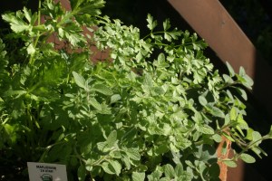 Houseproud homestead - pot o' fresh herbs in the sun on our back porch
