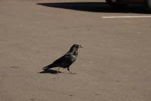 Raven patrolling the Desert View parking lot.