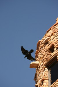 Raven launching itself from the Desert View watchtower.
