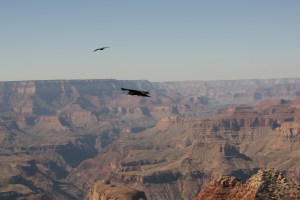Ravens cavorting at the Desert View  watchtower (photo taken by the Mister).