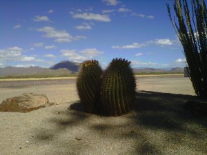 Barrel cactus at the Tucson Trap and Skeet Club.