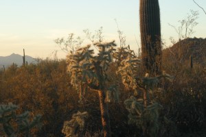 Look out for them there cholla burrs!  The cholla cactus does have some tasty buds, though ...