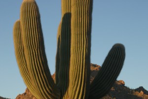 Saguaro cactus in the Sonoran desert.