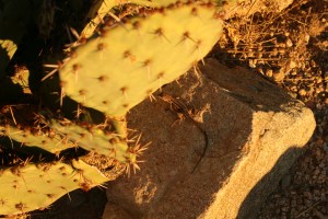 Hello lizard.  I can see you !  You are not invisible.