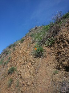 Hiking Sibley in Spring - look, there's a poppy