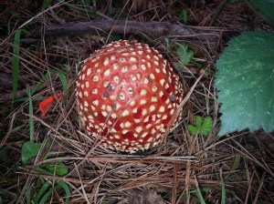 Hiking Sibley in Spring - marvelously huge mushroom