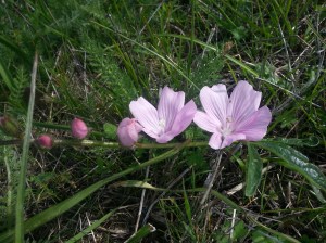 Hiking Sibley in Spring - perfect, tiny flowers