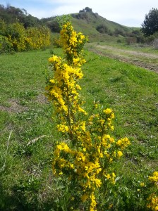 Hiking Sibley in Spring - Scotch Broom and green hills