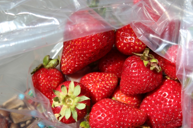 Houseproud fieldtrip farmers market strawberries IMG_1255