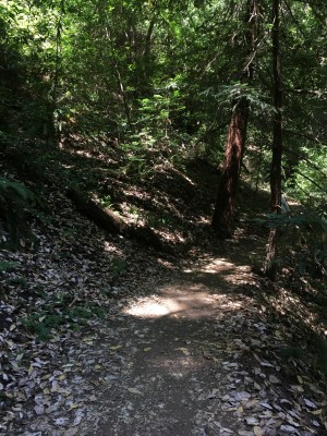 Redwood Regional Park EBRPD IMG_2409