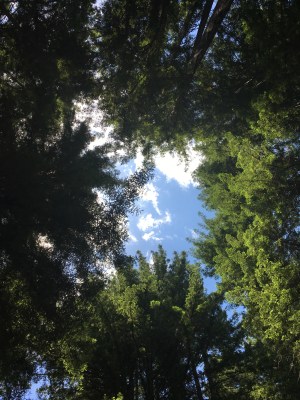 Redwood Regional Park EBRPD IMG_2414