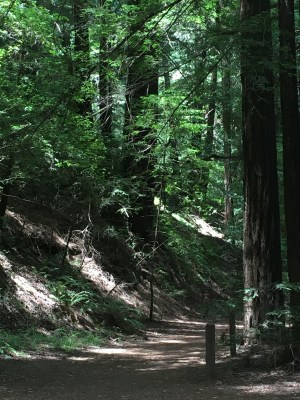 Redwood Regional Park EBRPD IMG_2416