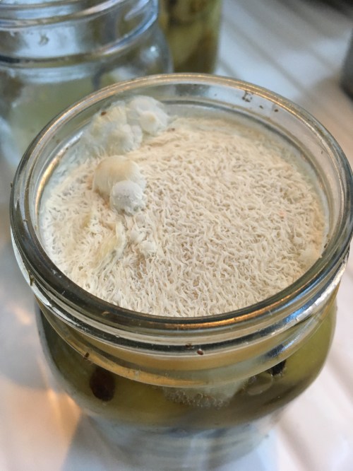 Houseproud Ferm'd Green Tomatoes IMG_3589