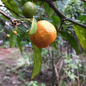 Houseproud happy new year 2019 IMG_5092