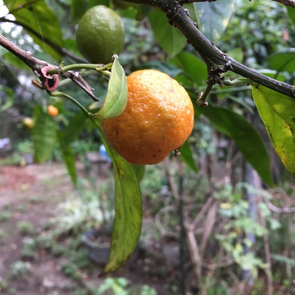 Houseproud happy new year 2019 IMG_5092