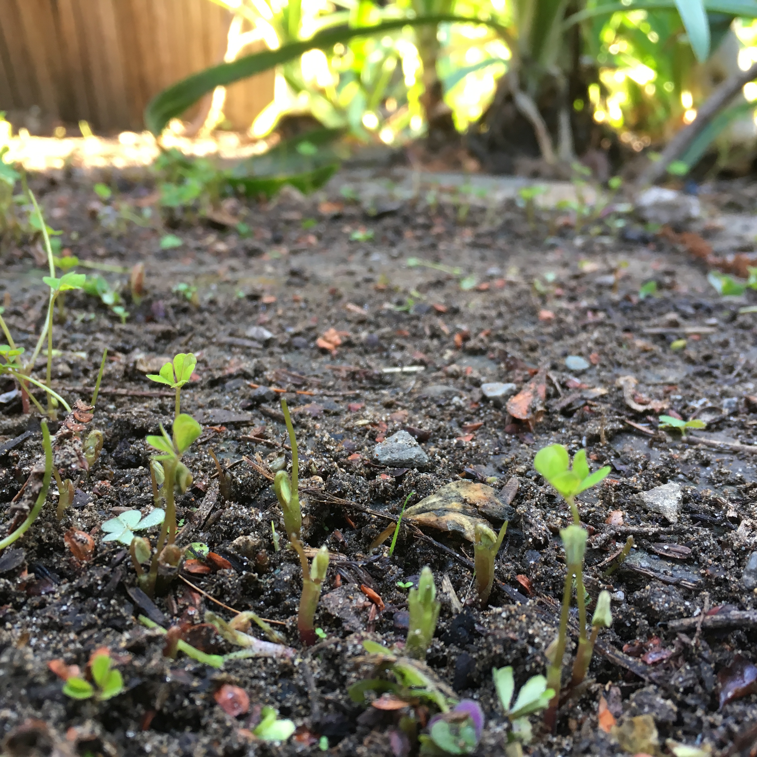 Houseproud obsessed - tunic IMG_4615