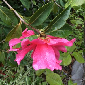 Houseproud salt cured lemons IMG_6021