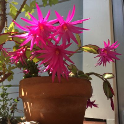 Houseproud Feeling Antsy IMG_7569